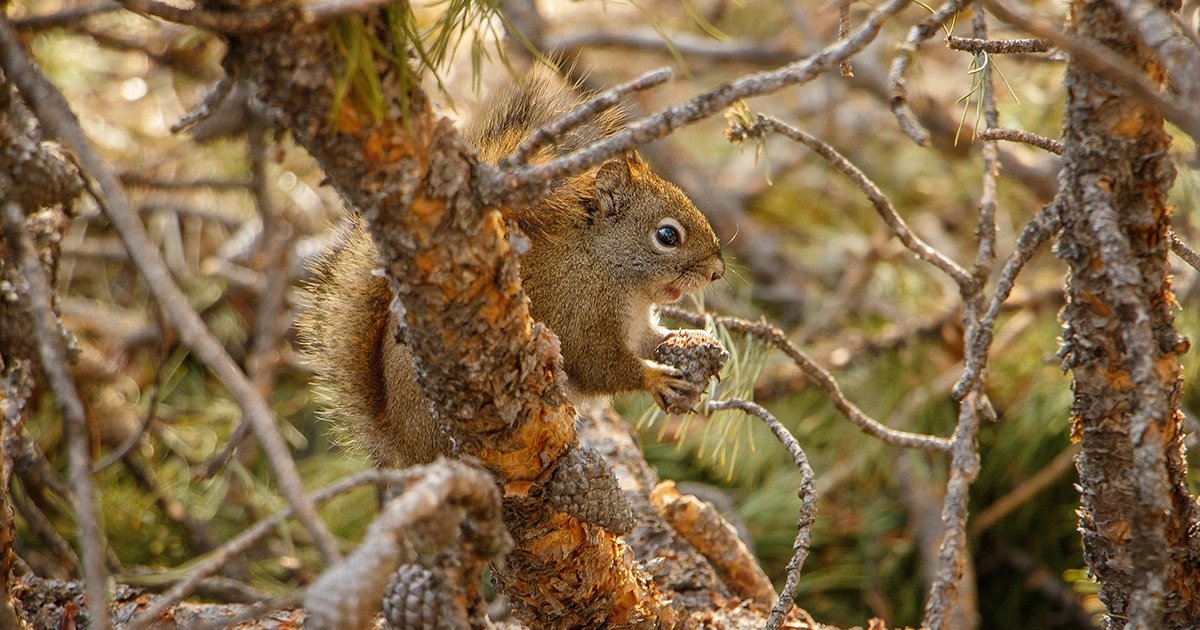 Hidden in Plain Sight