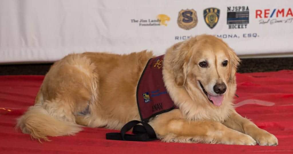paws4vets